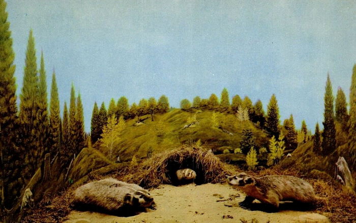 Underground Forest - Vintage Postcard
